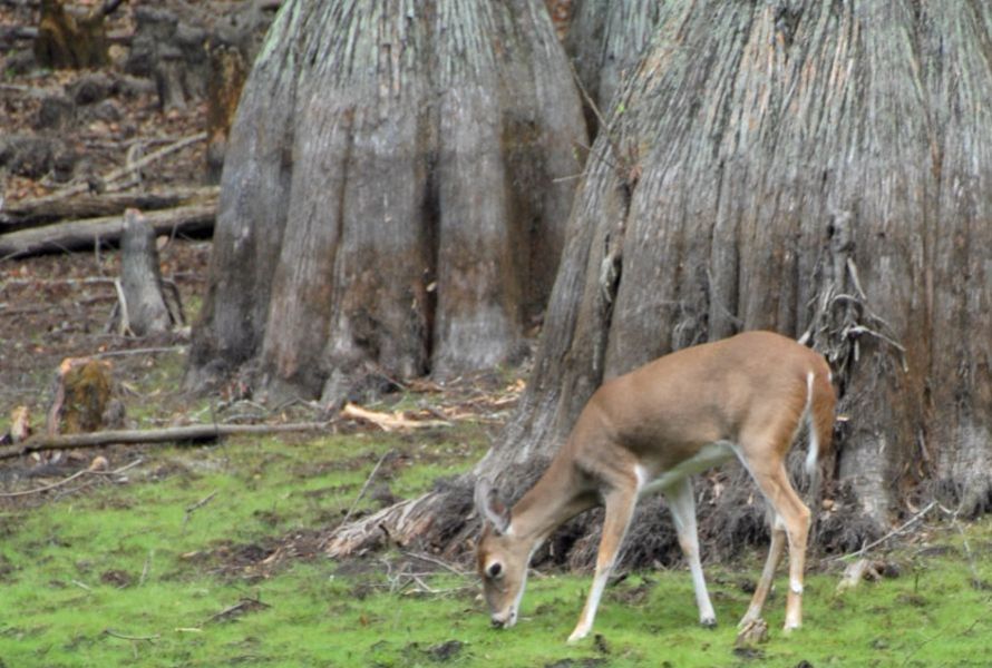 Deer and Cypress Tree